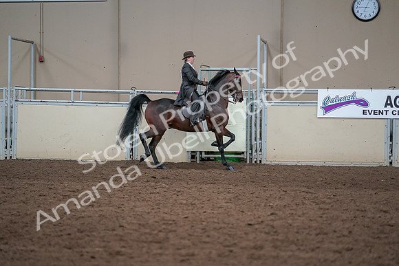 2019 Morgan Horse Show - Aug 31, 2019 - 24675
