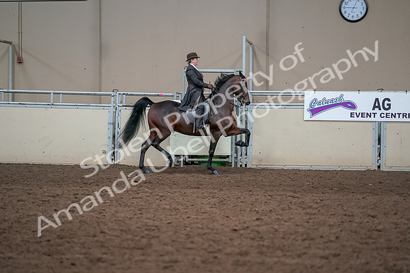 2019 Morgan Horse Show - Aug 31, 2019 - 24677