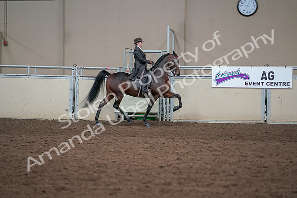 2019 Morgan Horse Show - Aug 31, 2019 - 24678