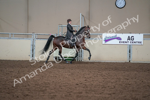 2019 Morgan Horse Show - Aug 31, 2019 - 24679