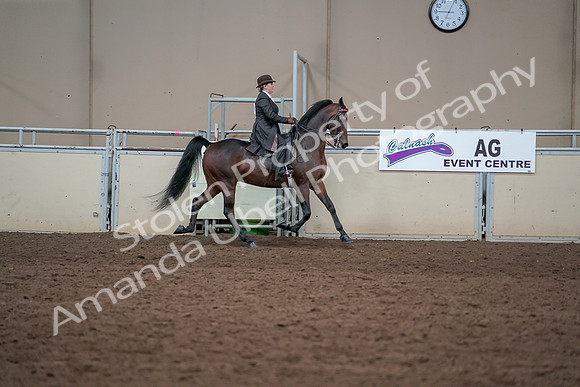 2019 Morgan Horse Show - Aug 31, 2019 - 24680