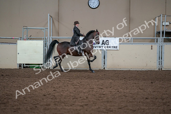 2019 Morgan Horse Show - Aug 31, 2019 - 24681