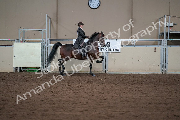 2019 Morgan Horse Show - Aug 31, 2019 - 24682