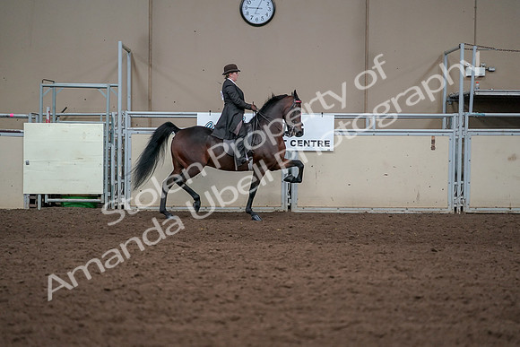 2019 Morgan Horse Show - Aug 31, 2019 - 24683