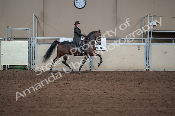 2019 Morgan Horse Show - Aug 31, 2019 - 24684