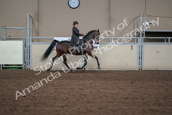 2019 Morgan Horse Show - Aug 31, 2019 - 24685
