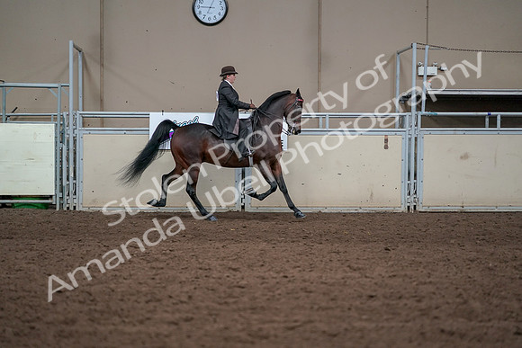 2019 Morgan Horse Show - Aug 31, 2019 - 24686
