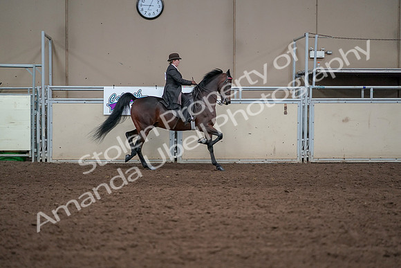 2019 Morgan Horse Show - Aug 31, 2019 - 24687