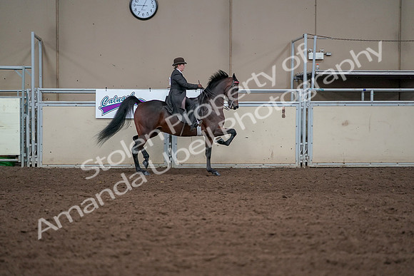 2019 Morgan Horse Show - Aug 31, 2019 - 24688