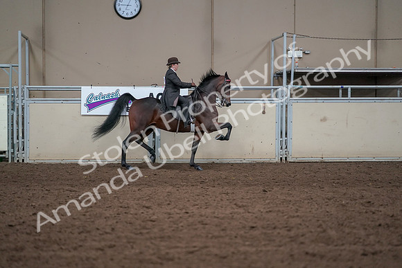 2019 Morgan Horse Show - Aug 31, 2019 - 24689