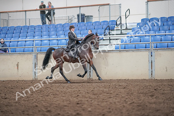 2019 Morgan Horse Show - Aug 31, 2019 - 24690