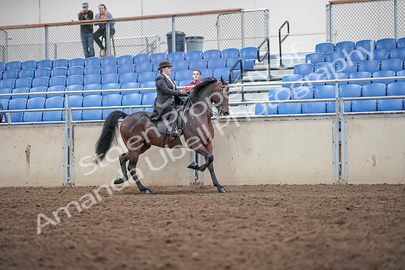 2019 Morgan Horse Show - Aug 31, 2019 - 24691