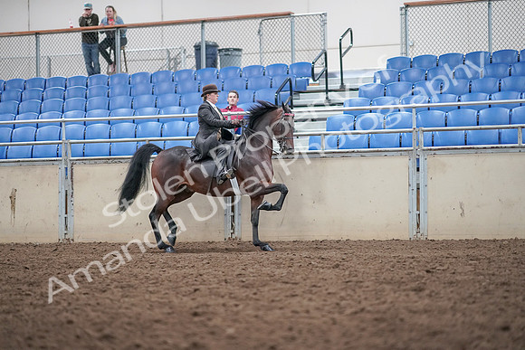 2019 Morgan Horse Show - Aug 31, 2019 - 24692