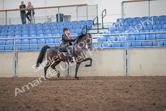 2019 Morgan Horse Show - Aug 31, 2019 - 24693