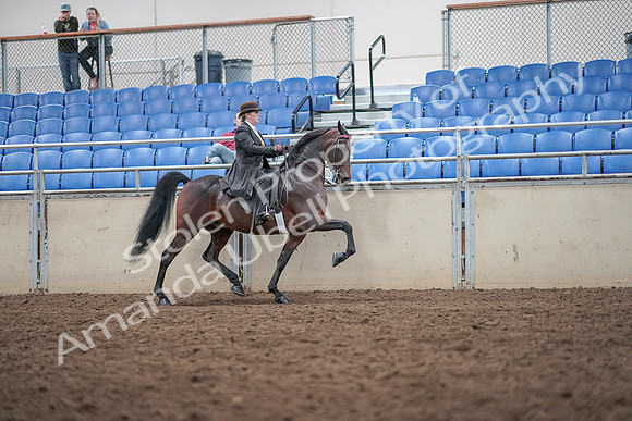 2019 Morgan Horse Show - Aug 31, 2019 - 24694