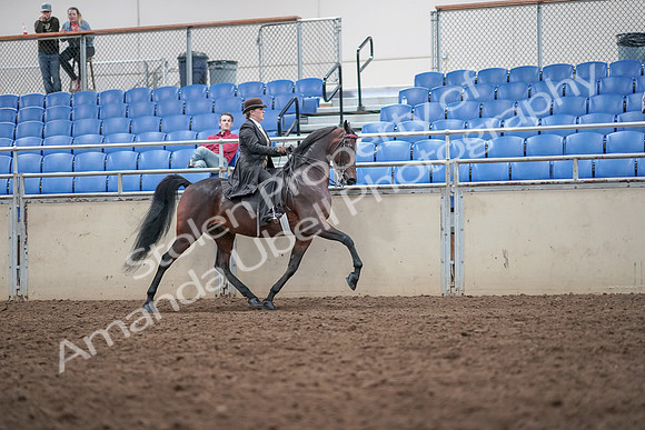 2019 Morgan Horse Show - Aug 31, 2019 - 24695