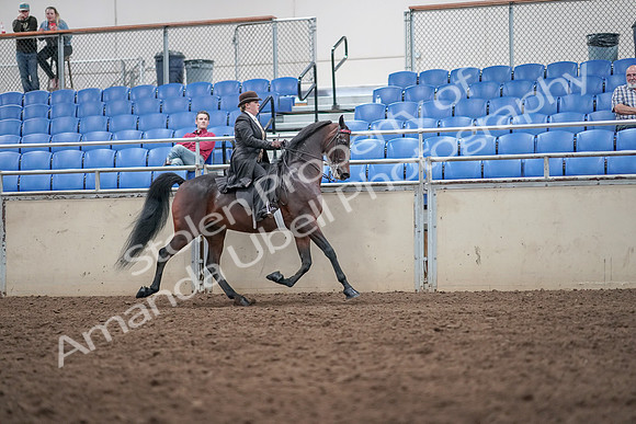 2019 Morgan Horse Show - Aug 31, 2019 - 24696