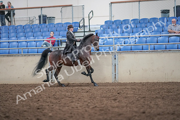 2019 Morgan Horse Show - Aug 31, 2019 - 24697