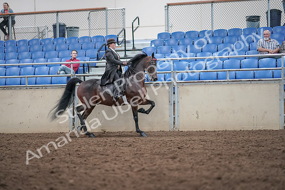 2019 Morgan Horse Show - Aug 31, 2019 - 24698