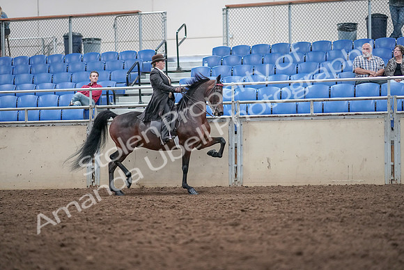2019 Morgan Horse Show - Aug 31, 2019 - 24699