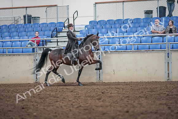2019 Morgan Horse Show - Aug 31, 2019 - 24700