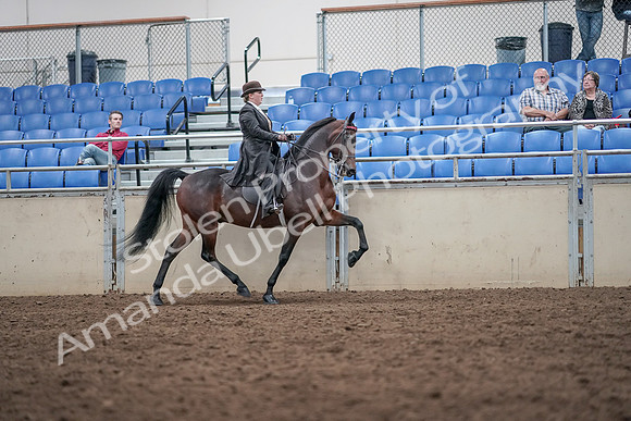 2019 Morgan Horse Show - Aug 31, 2019 - 24701