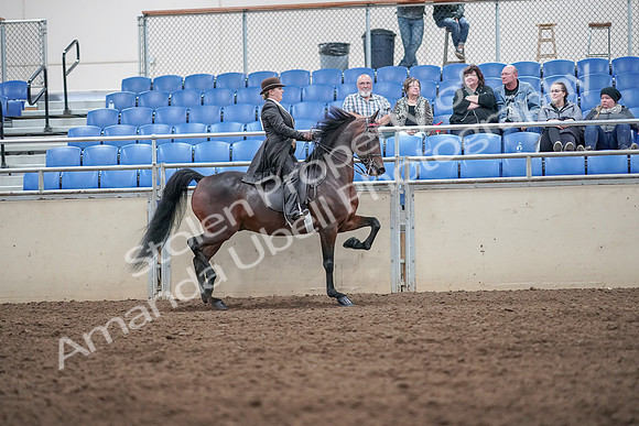 2019 Morgan Horse Show - Aug 31, 2019 - 24702