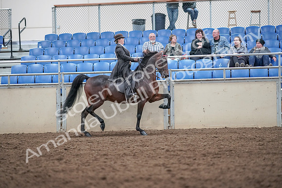 2019 Morgan Horse Show - Aug 31, 2019 - 24703