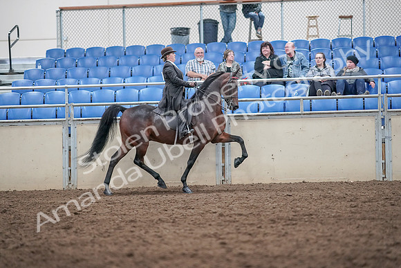 2019 Morgan Horse Show - Aug 31, 2019 - 24704
