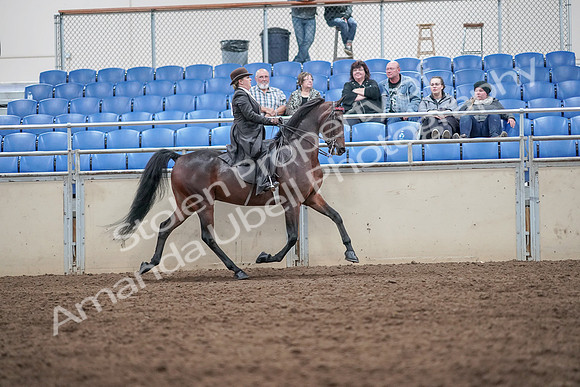 2019 Morgan Horse Show - Aug 31, 2019 - 24705