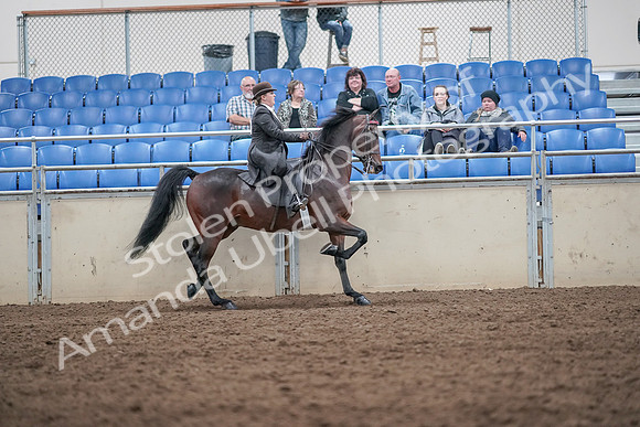 2019 Morgan Horse Show - Aug 31, 2019 - 24707