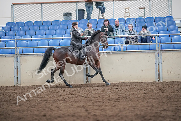 2019 Morgan Horse Show - Aug 31, 2019 - 24706