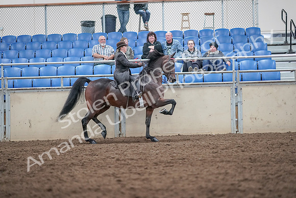 2019 Morgan Horse Show - Aug 31, 2019 - 24708