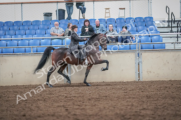 2019 Morgan Horse Show - Aug 31, 2019 - 24709