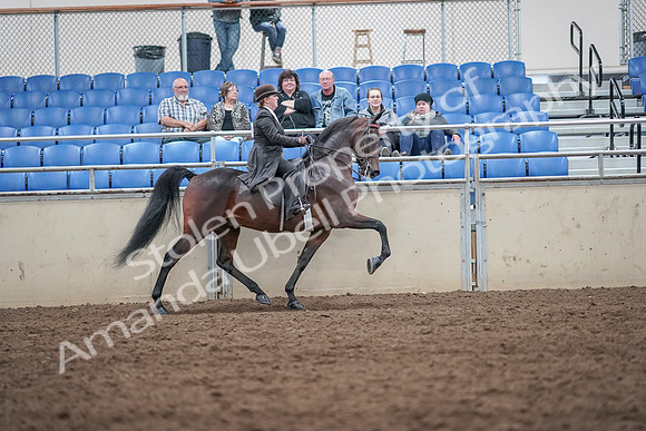 2019 Morgan Horse Show - Aug 31, 2019 - 24710