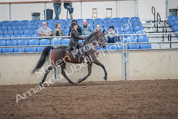 2019 Morgan Horse Show - Aug 31, 2019 - 24711