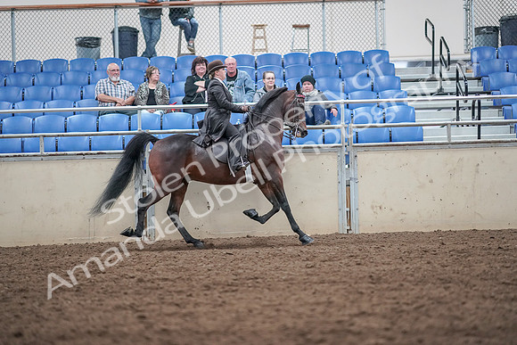 2019 Morgan Horse Show - Aug 31, 2019 - 24712