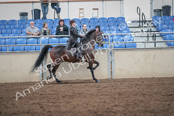 2019 Morgan Horse Show - Aug 31, 2019 - 24713