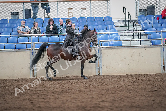 2019 Morgan Horse Show - Aug 31, 2019 - 24714