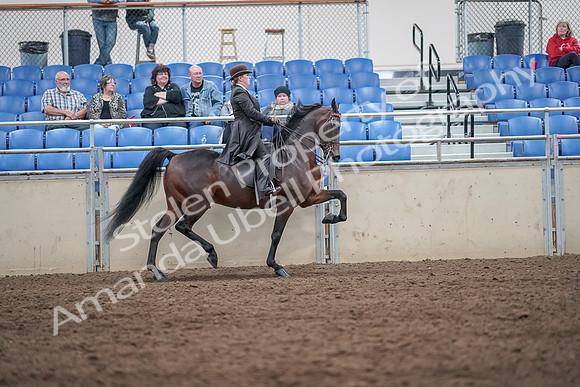 2019 Morgan Horse Show - Aug 31, 2019 - 24715