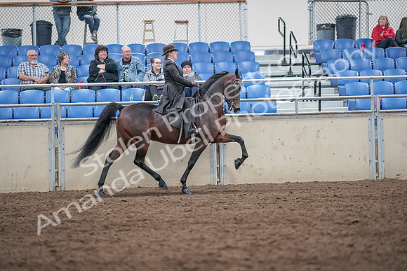 2019 Morgan Horse Show - Aug 31, 2019 - 24716