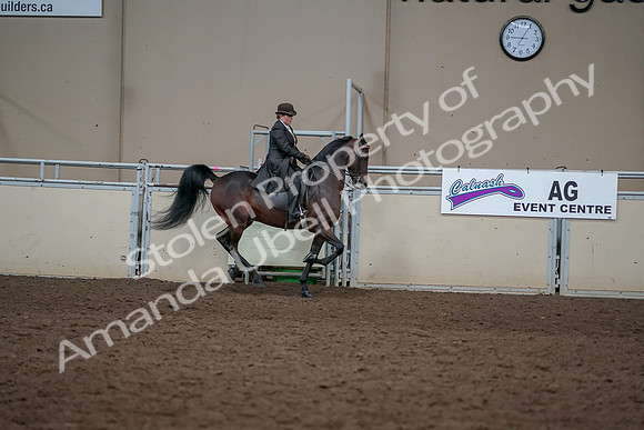 2019 Morgan Horse Show - Aug 31, 2019 - 24717