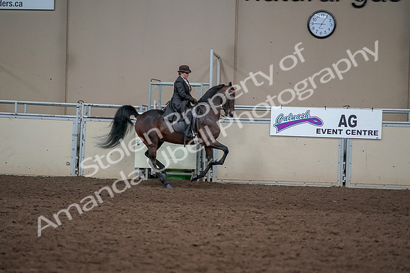 2019 Morgan Horse Show - Aug 31, 2019 - 24718