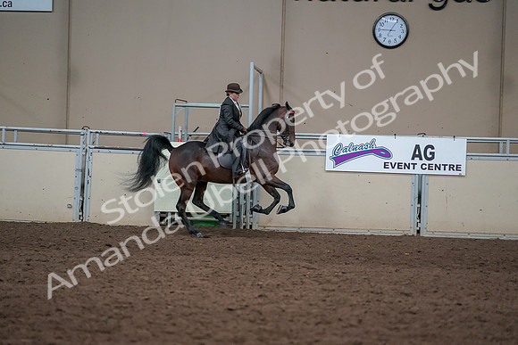 2019 Morgan Horse Show - Aug 31, 2019 - 24719