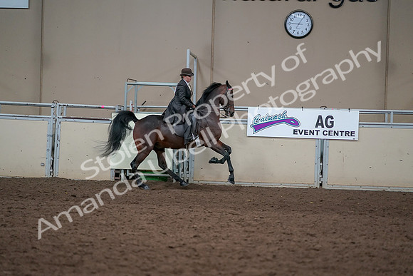 2019 Morgan Horse Show - Aug 31, 2019 - 24720