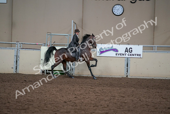 2019 Morgan Horse Show - Aug 31, 2019 - 24721