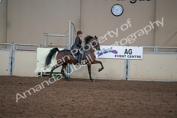 2019 Morgan Horse Show - Aug 31, 2019 - 24722