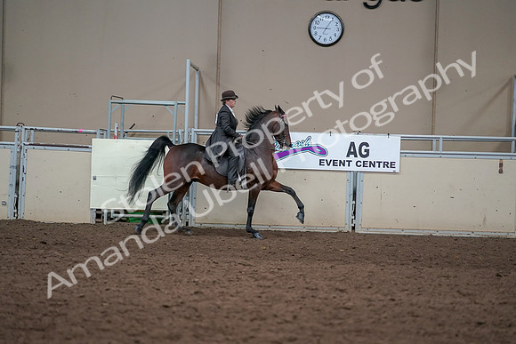 2019 Morgan Horse Show - Aug 31, 2019 - 24723