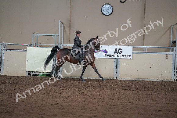 2019 Morgan Horse Show - Aug 31, 2019 - 24724
