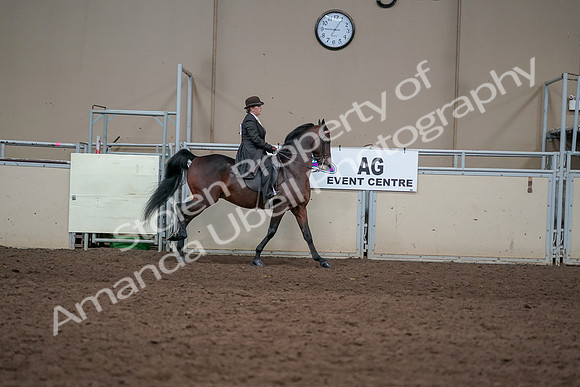 2019 Morgan Horse Show - Aug 31, 2019 - 24725